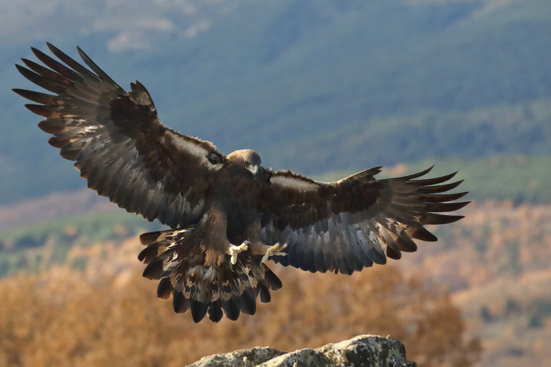 Let us prey! The hawks, falcons, kites, and eagles found in the USA