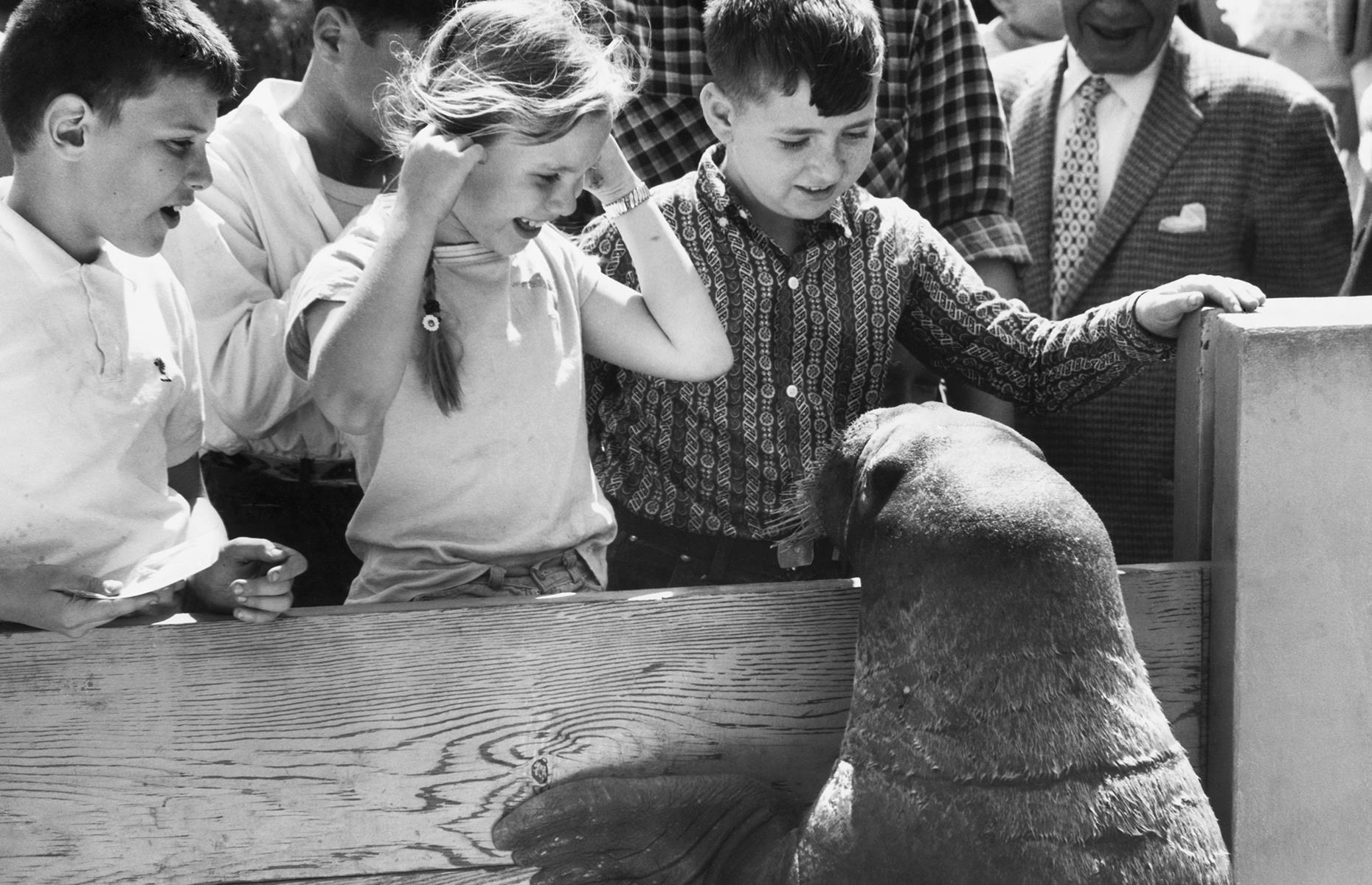<p>In the 1950s, the New York Aquarium opened on Coney Island too, offering families even more reason to vacation here. This image shows a group of delighted children hanging out with a walrus named Ookie, a beloved resident at the aquarium who died in 1962.</p>  <p><strong><a href="https://www.loveexploring.com/galleries/93434/vintage-images-of-americas-most-historic-attractions?page=1">See more vintage images of America's most historic attractions</a></strong></p>