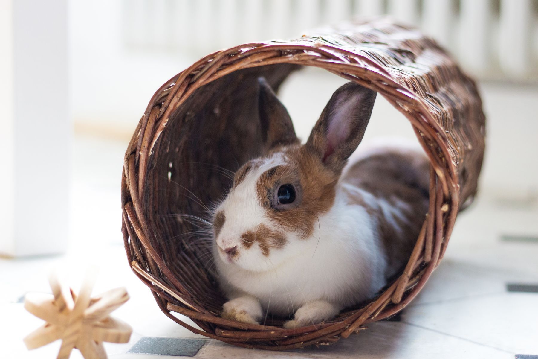 20 benefits of owning a pet bunny