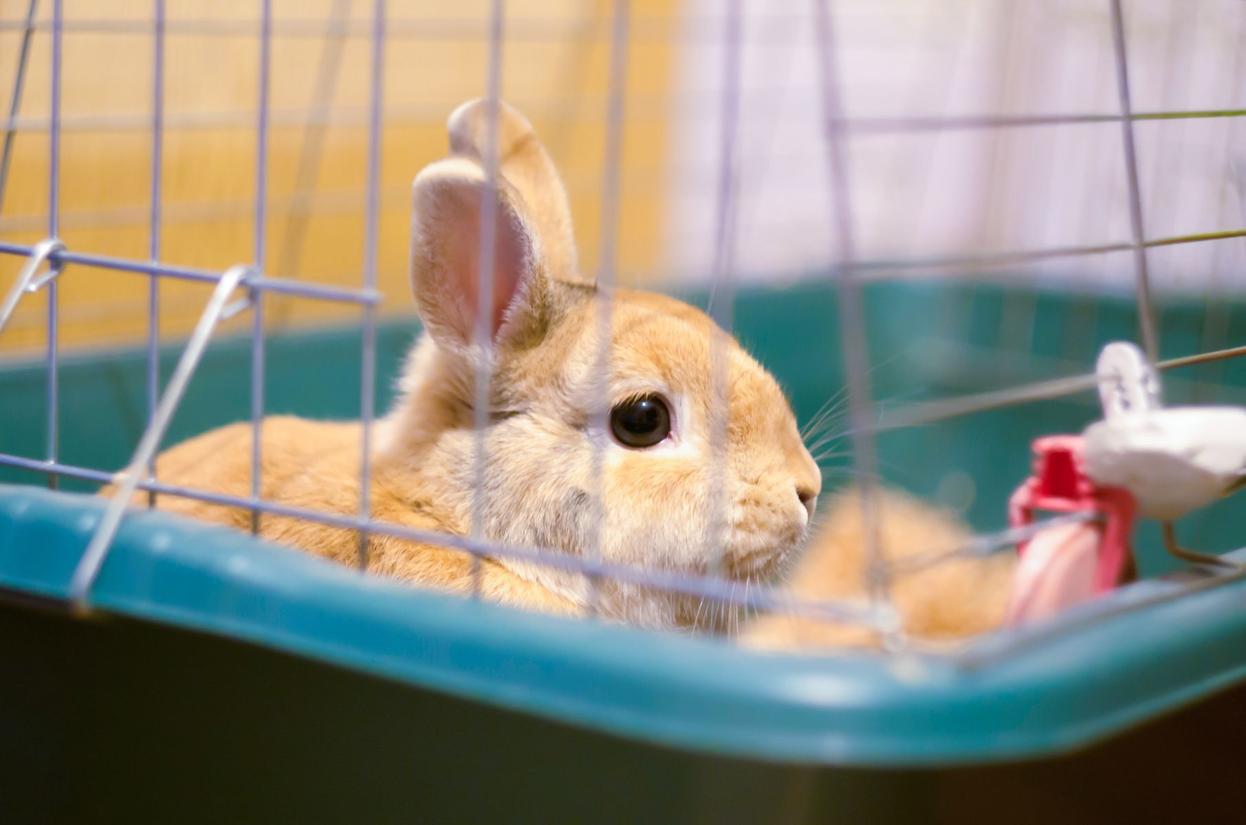 20 benefits of owning a pet bunny