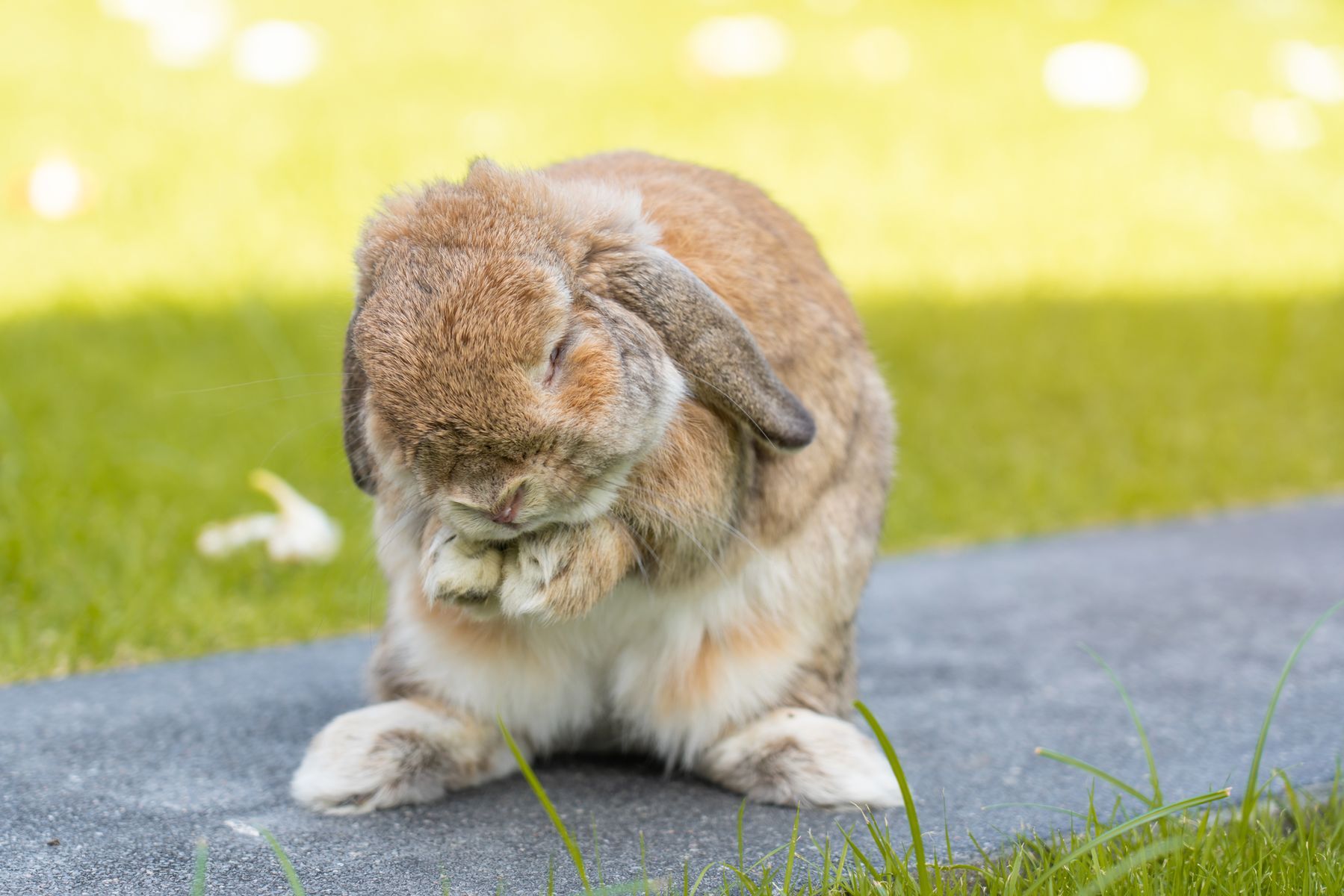 20 benefits of owning a pet bunny