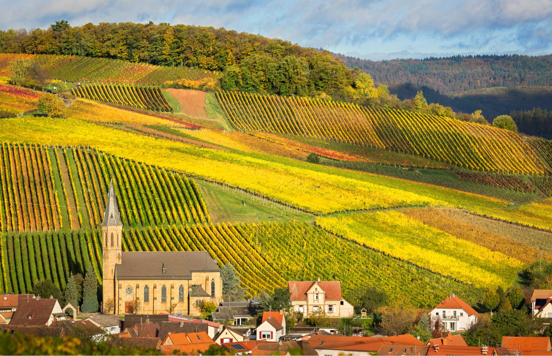 <p>Incorporating the country’s oldest scenic drive, the <a href="https://www.german-wineroute.com/">German Wine Route</a> which was designated in 1935, these 115 miles (185km) or so are best taken slowly, especially for those who plan to taste some of the renowned Riesling wines along the way. From Frankfurt, the road dips south to Bockenheim, the route’s official starting point, and plunges right into the heart of the Palatinate or Pfalz wine region (pictured).</p>