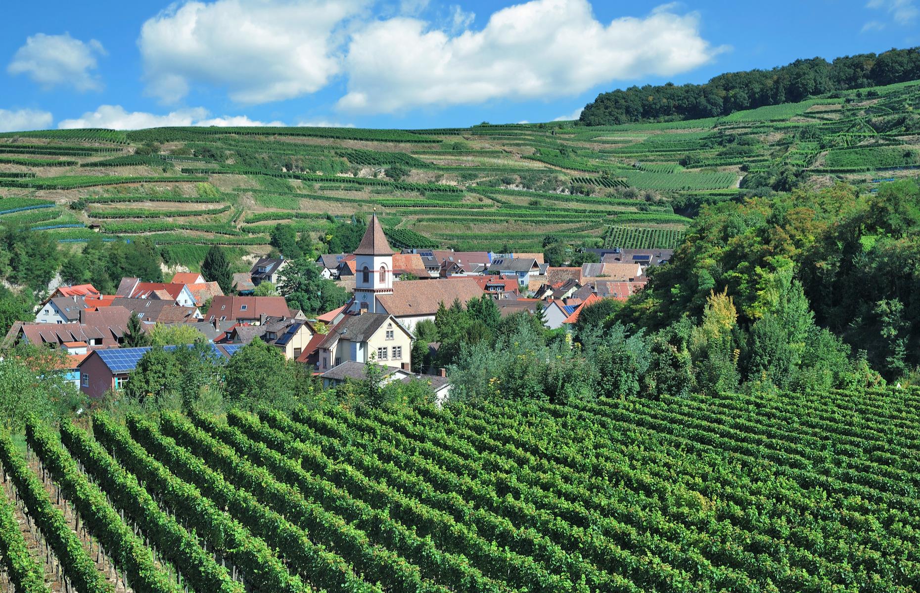 <p>This delightful route delves into parts of the ever-popular <a href="https://www.badische-weinstrasse.de/">Baden Wine Route</a>, while also devouring portions of the Black Forest. Covering around 175 miles (282km), the journey out from Stuttgart weaves through wine-growing villages on the edge of the Black Forest while also taking in vineyards in the foothills of the Upper Rhine Valley. The elegant spa town of Baden Baden and the Kaiserstuhl wine region (pictured) are among the string of scenic highlights.</p>