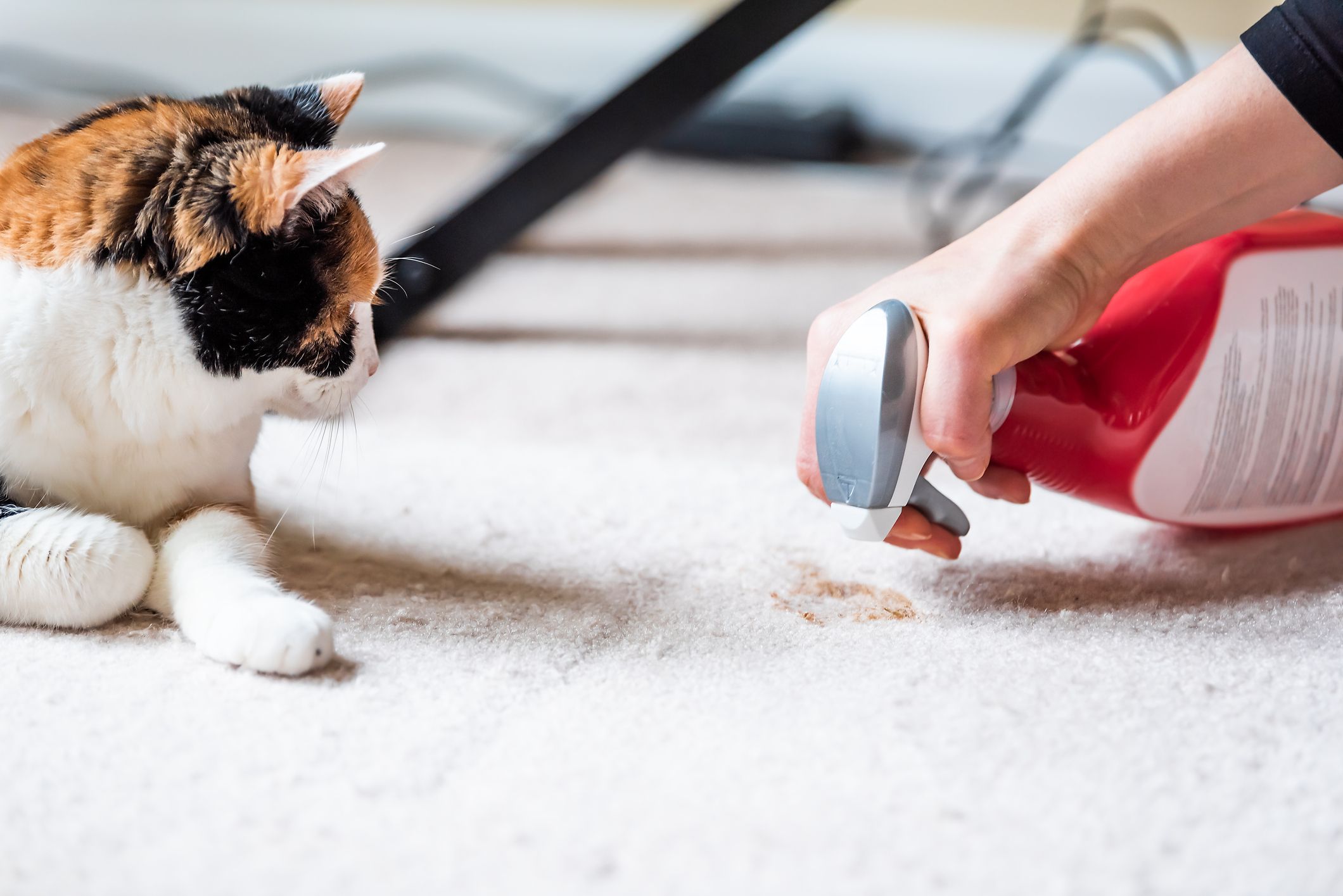 17 Cleaning Myths That Are Really Screwing Up Your House