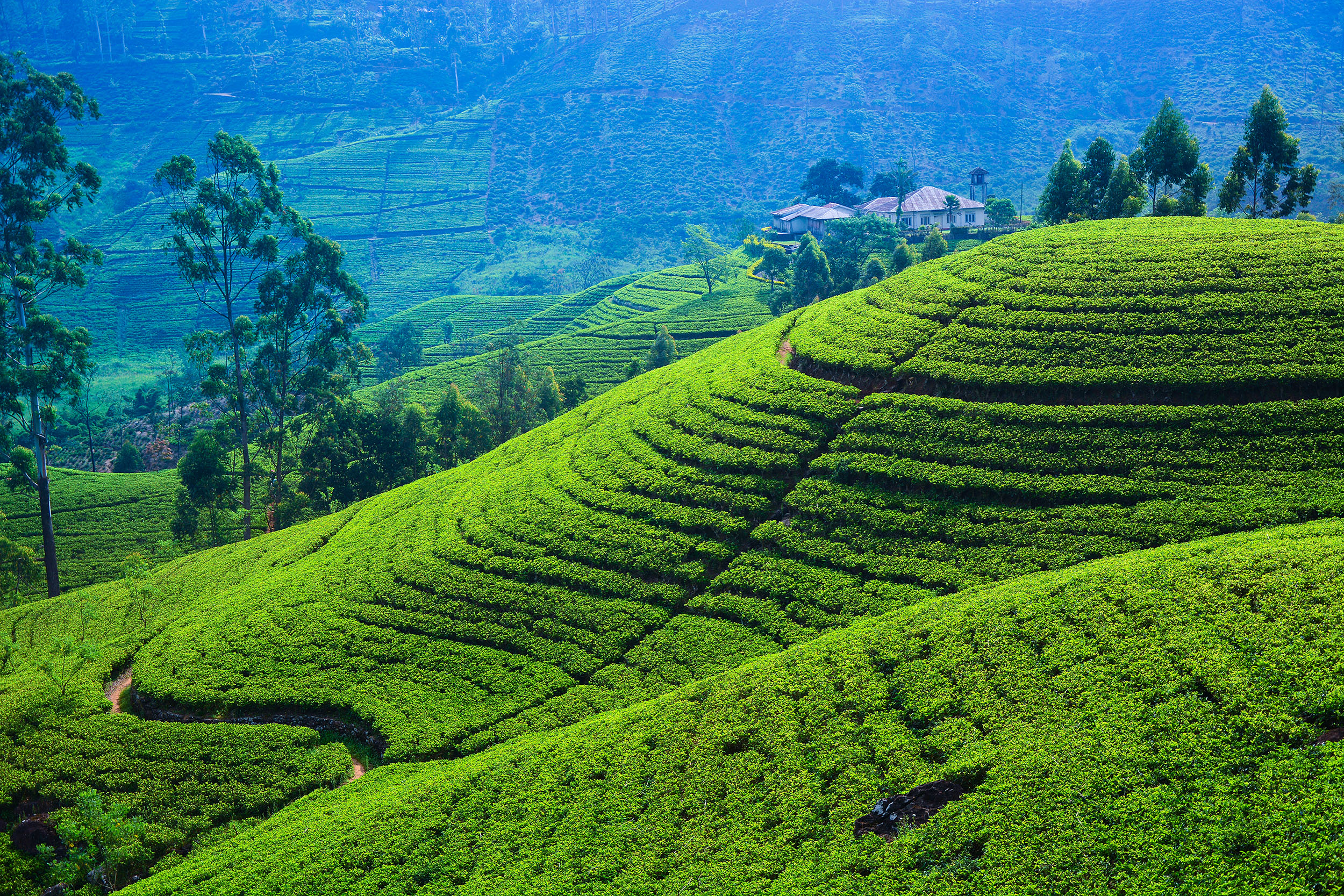 Шри ланка япония. Чайные плантации Нувара Элия. Чайная плантация Нувара Элли. Шри Ланка чайные плантации. Чайные плантации Шри Ланки.