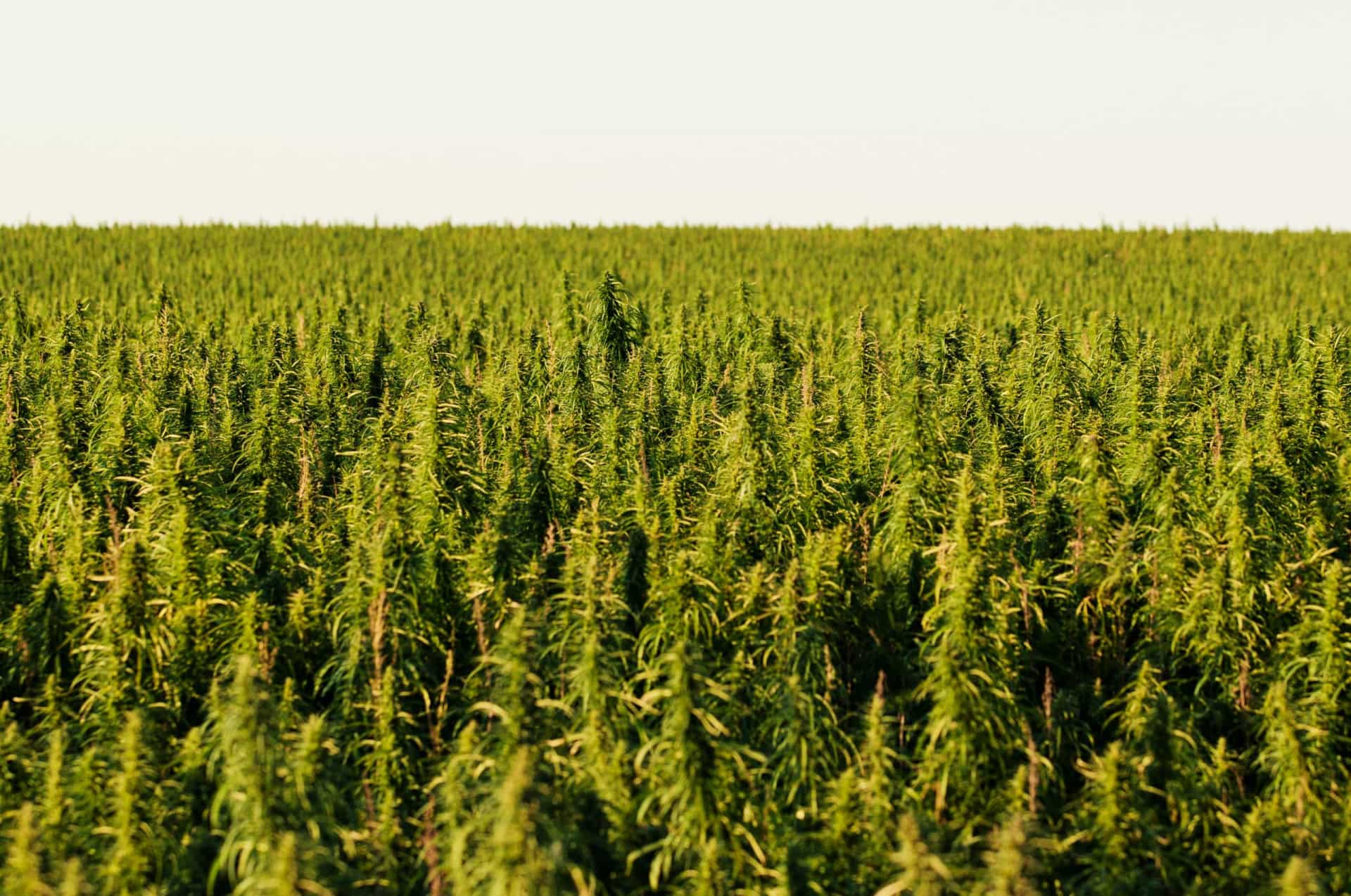 The Positive Impact Of Hemp On The Planet