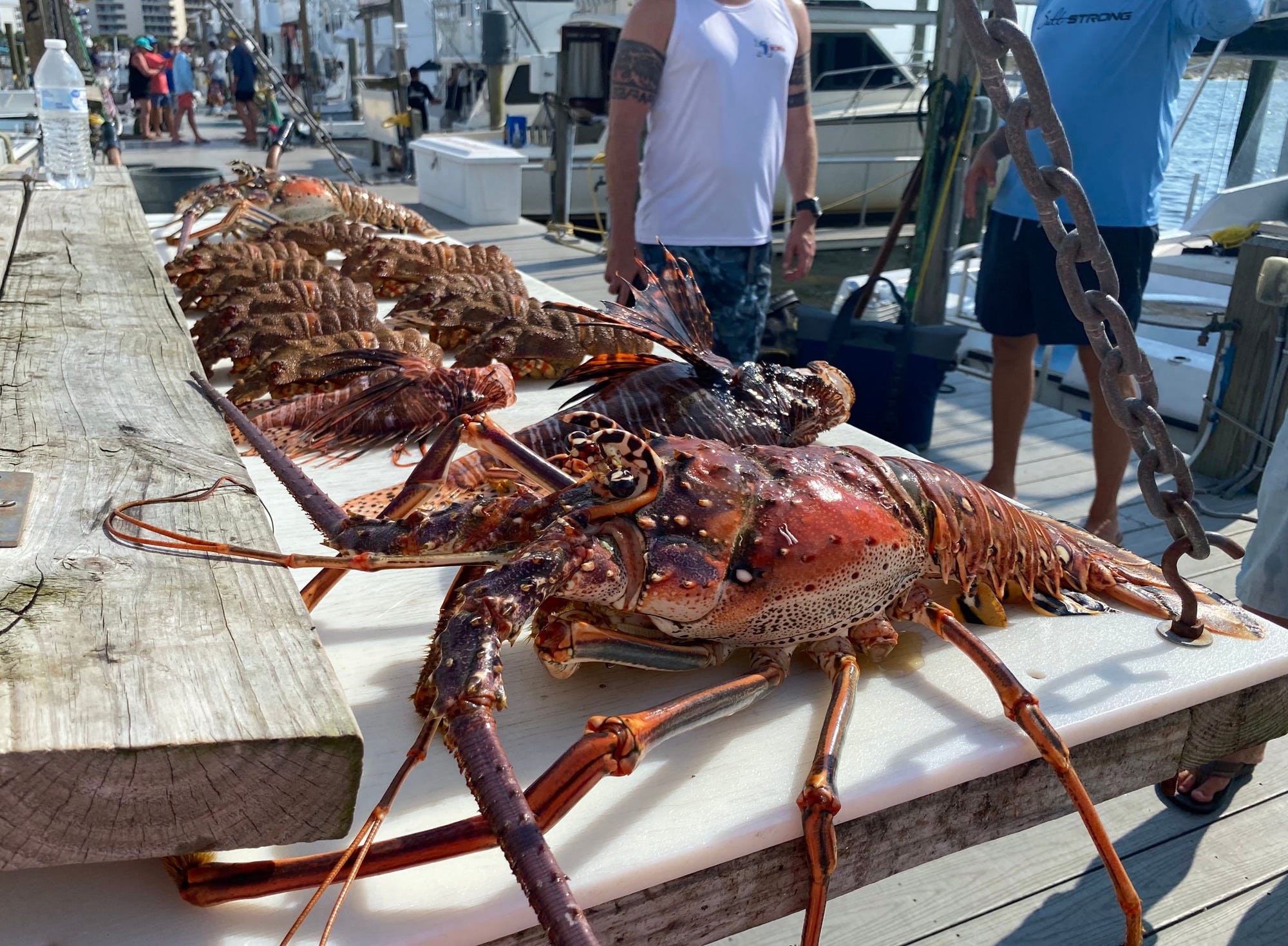 Spiny lobster season starts soon