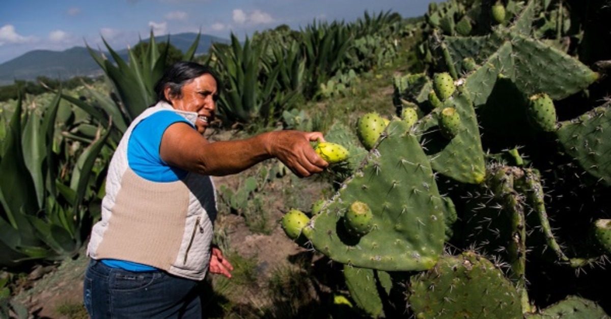 El asombroso efecto que tiene una tuna en tu hígado