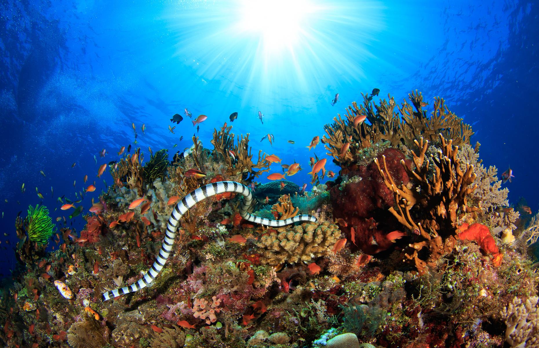 Revealed: secrets of the world’s remote oceans
