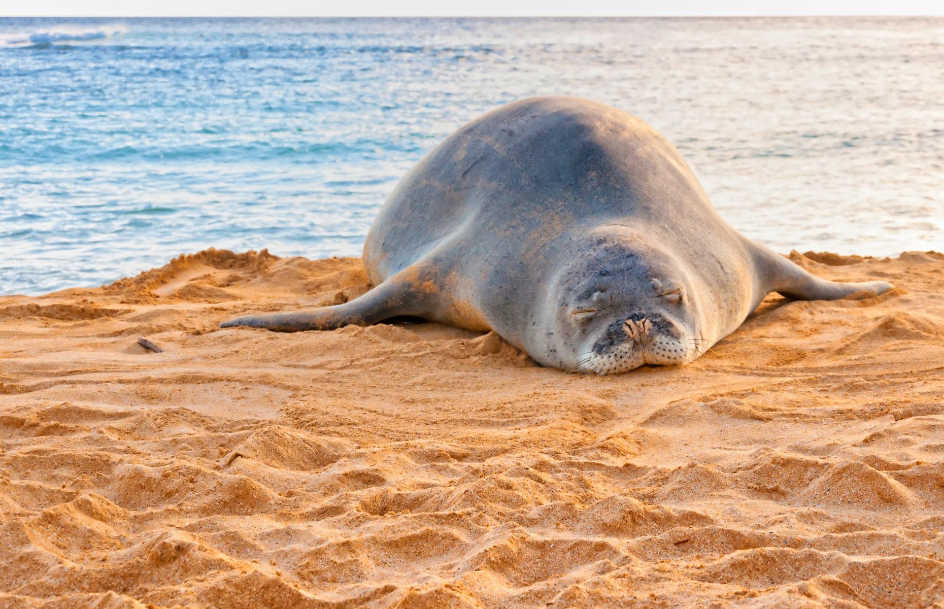 <p>The Hawaiian monk seal is another star of the islands' wildlife, though sadly the species is critically endangered. Endemic to the archipelago, these fascinating creatures favor Hawaii's northern islands, frolicking in the warm waters but coming on land to rest. Here a weary seal basks on sandy Poipu Beach, which is also popular with human surfers and snorkelers.</p>  <p><a href="https://www.loveexploring.com/galleries/107827/adorable-animal-photos-that-will-make-you-smile?page=1"><strong>These adorable animal photos will make you smile</strong></a></p>