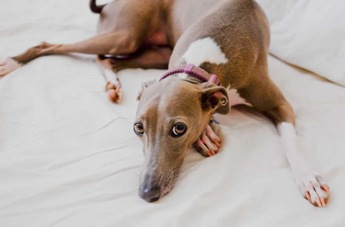 6 de 31 Fotos na Galeria: As pessoas que possuem cães como galgos e beagles eram mais emocionalmente estáveis, ou seja, calmas e consistentes.