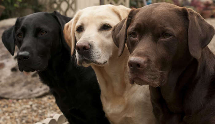 3 de 31 Fotos na Galeria: Pessoas que tinham cães como labradores e cocker spaniels saíram como mais agradáveis e conscientes na pesquisa.