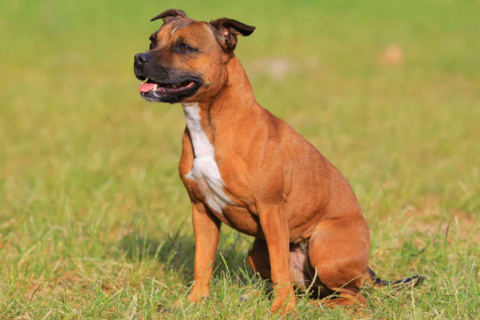 7 de 31 Fotos na Galeria: Aqueles que têm cães como o bull terrier de Staffordshire fizeram pontos intermediários em cada característica e nenhuma se destacou.