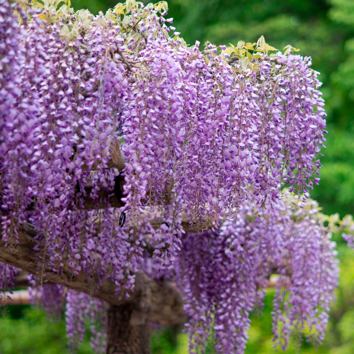 Wisteria