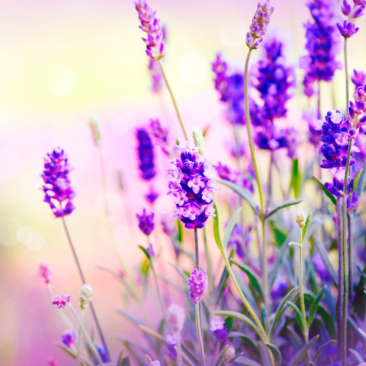 10 Pretty Purple Flowers That’ll Make Your Garden Pop