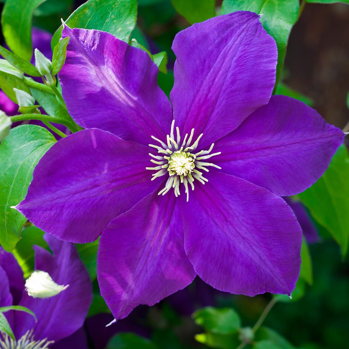 10 Pretty Purple Flowers That’ll Make Your Garden Pop