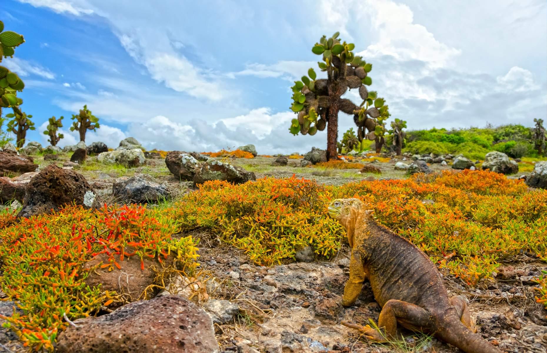 The Galápagos are one of the most biodiverse places on Earth. As they’re so geographically remote, some 80% of land birds, 97% of reptiles and land mammals, and 30% of plants here are endemic – meaning they don’t exist anywhere else in the world. But that makes it all the more important they’re protected. Since 1959, around 97% of the Galápagos’ total surface area has been a designated National Park, while the remaining 3% is home to human settlements.