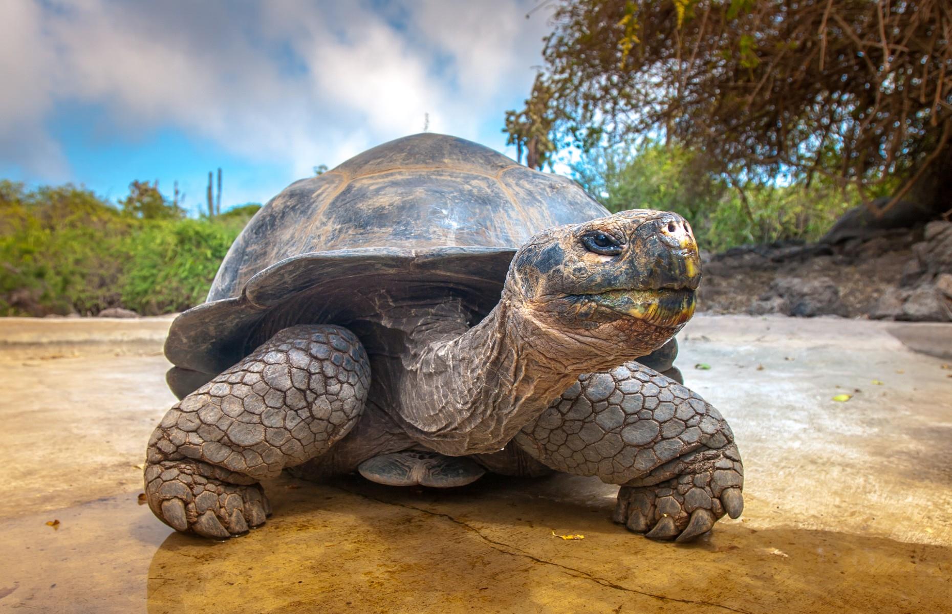 <p>The Galapagos' most famous resident – and namesake (Galapagos is an old Spanish word for tortoise) – these giant creatures live in harmony across 10 of the islands. Having arrived from mainland South America almost three million years ago, there are as many as <a href="https://galapagosconservation.org.uk/wildlife/galapagos-giant-tortoise/">12 different species</a> of the giant tortoise (slowly) roaming the archipelago looking for fruits, cactus pads and grasses to guzzle. However, they can survive for a whole year without food or water. You're more likely to spot them on Santa Cruz and Isabela at midday in cool season (June to November) or early morning and late afternoon in hot season (December to May).</p>