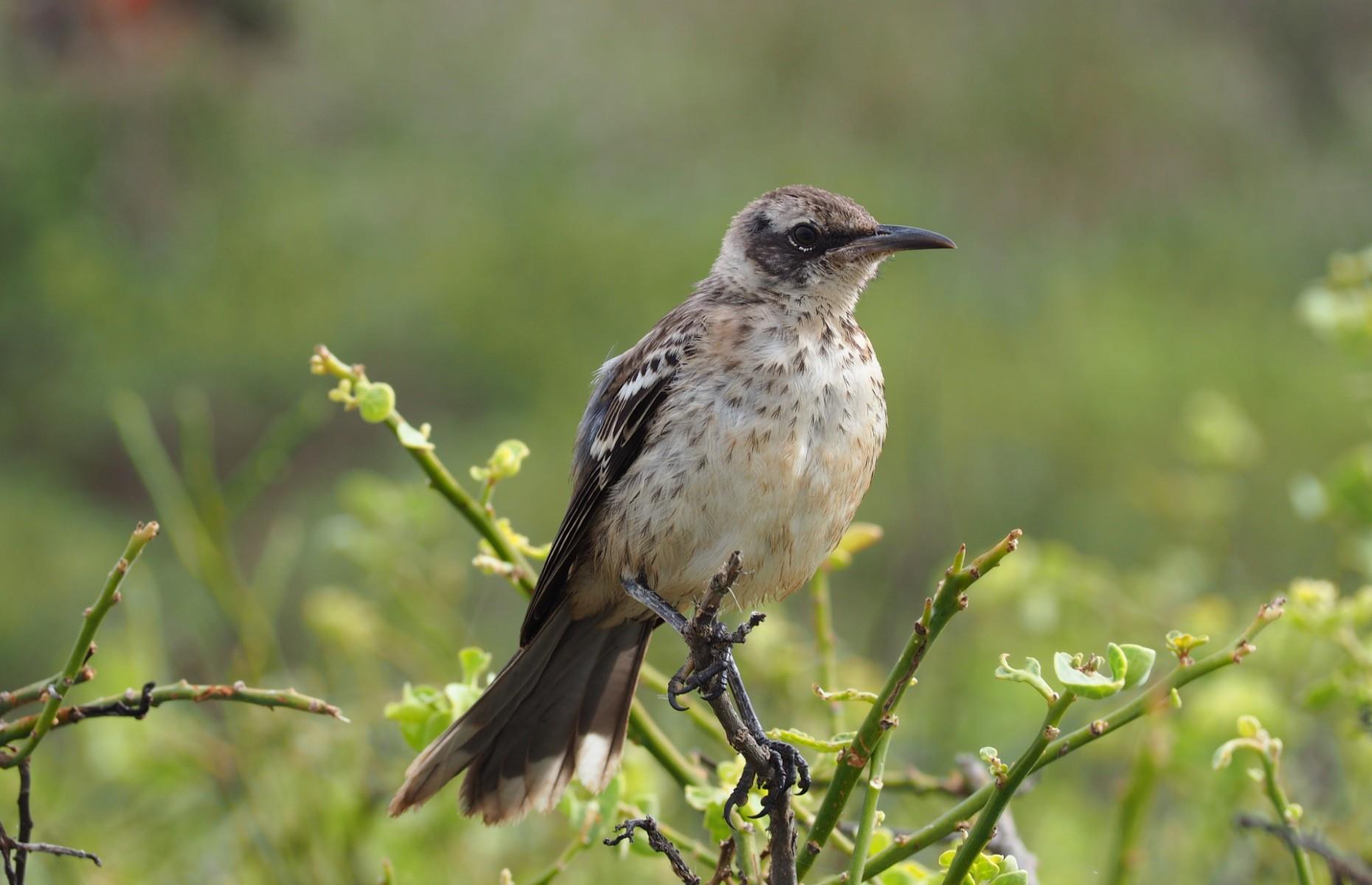 <p>In 1835, the islands were visited by British naturalist Charles Darwin as part of a five-year mission to take longitudinal measurements of the globe. But, noticing how certain species (including Darwin’s finches, pictured) varied from island to island, Darwin began to theorize that the animals had adapted to their unique environments. These observations would later form the basis for his theory of natural selection, found in <em>On the Origin of Species</em> (1859), and are one of the reasons why the isles are so famous today.</p>  <p><a href="https://www.facebook.com/loveexploringUK?utm_source=msn&utm_medium=social&utm_campaign=front"><strong>Love this? Follow our Facebook page for more travel inspiration</strong></a></p>