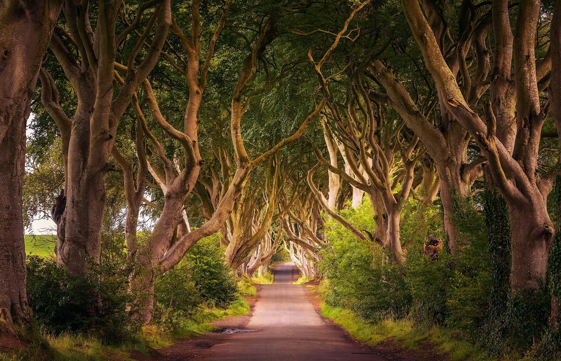 <p>Often regarded as one of the most enchanting places in Northern Ireland, this mythical tunnel of beech trees looks like a doorway into another world. Originally planted by the Stuart family in the 18th century as an impressive entrance for their Georgian mansion, today the trees are one of the country’s most-photographed natural wonders. Avid fans of the HBO series <em>Game of Thrones</em> may recognise The Dark Hedges as the location for the Kingsroad.</p>