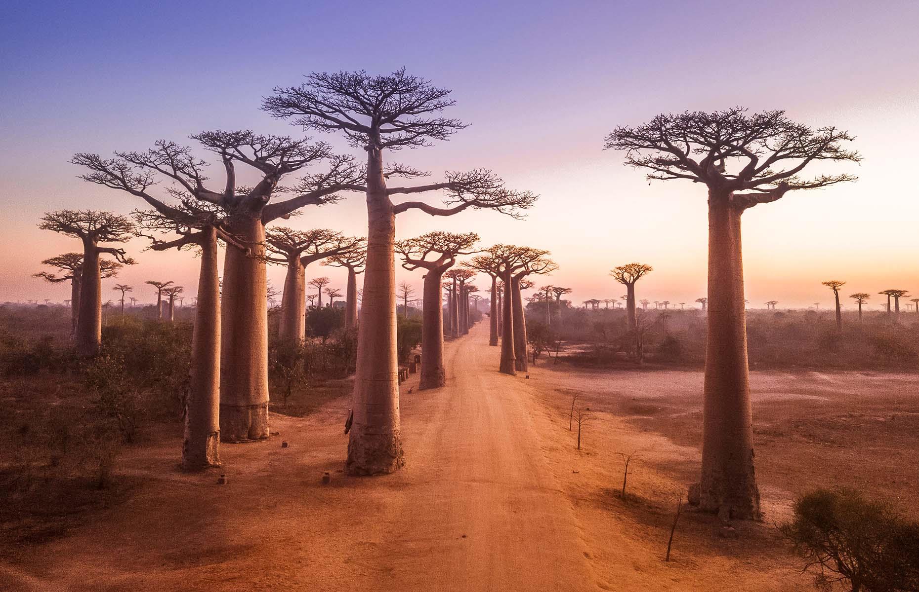 This row of fat-bottomed baobab trees is as bizarre and beguiling as the island’s tangerine-eyed lemurs, and probably just as frequently photographed. The Avenue of the Baobabs, on a dirt road between Morondava and Belon'i Tsiribihina in western Madagascar, is made up of majestic centuries-old trees, reaching up to 100 feet (30m).