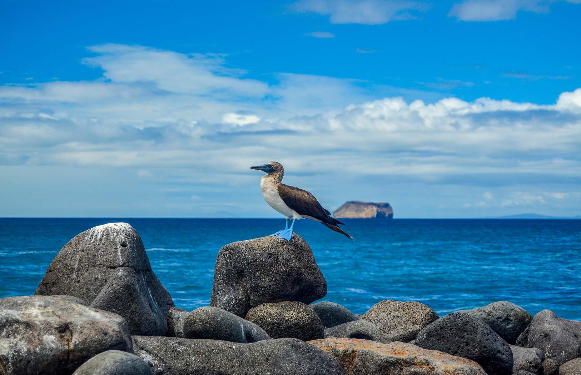 <p>The Galápagos is an isolated group of islands 605 miles (974km) off the west coast of Ecuador. Famous for being the place that inspired naturalist Charles Darwin’s work <em>On the Origin of the Species</em>, the diversity of wildlife here is mind-blowing. The Galápagos is home to over 300 different reptile species and birds such as the blue-footed booby, with 50% of the world’s breeding pairs living here.</p>  <p><strong><a href="https://www.loveexploring.com/galleries/113902/secrets-of-the-worlds-most-special-islands">Discover more secrets of the world's most special islands</a></strong></p>