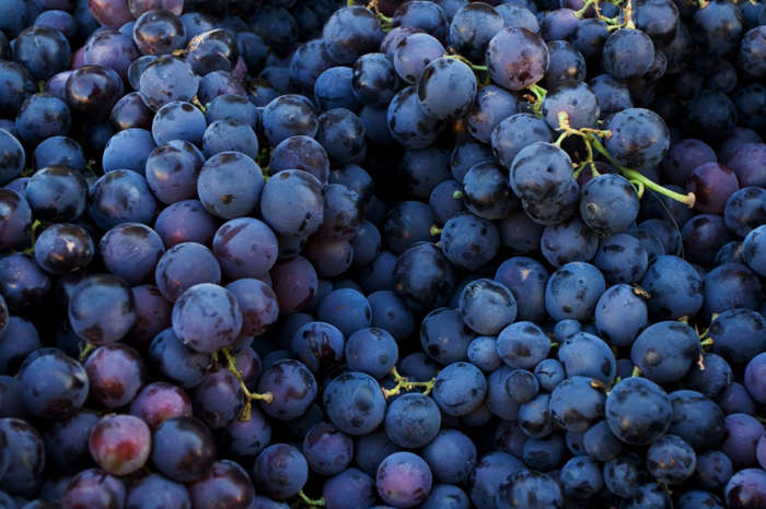 13 de 24 Fotos na Galeria: Uvas vermelhas (ou roxas) são muito ricas em nutrientes que são eficazes em diminuir a inflamação e reduzir o risco de doenças gerais e sazonais.