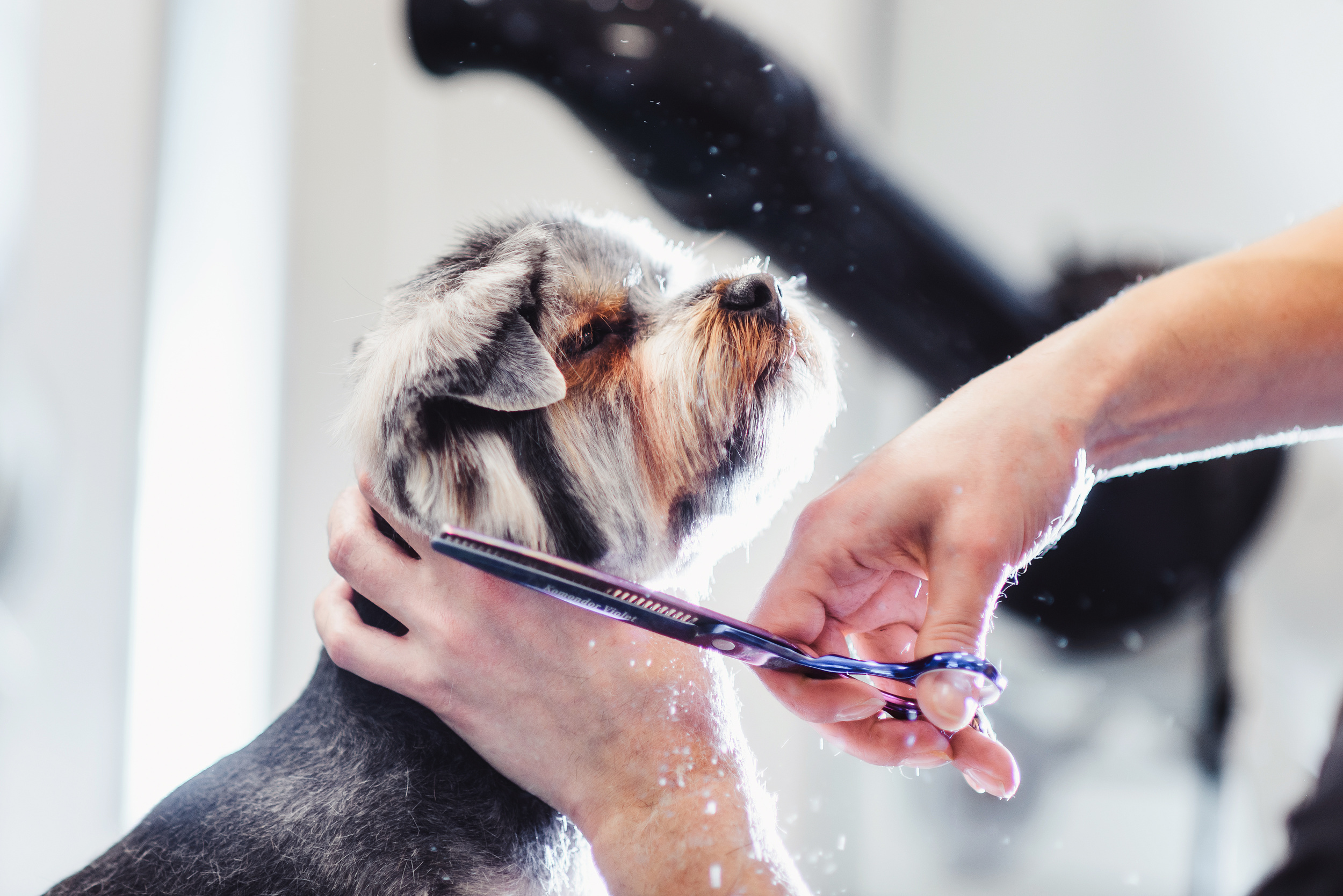 <p>Some dogs and cats can be bathed at home without issue, while others will need regular trips to a professional groomer to maintain their skin and coat. If your pet needs professional grooming, seek recommendations from friends to ensure that the person taking care of your pet is reputable. </p>