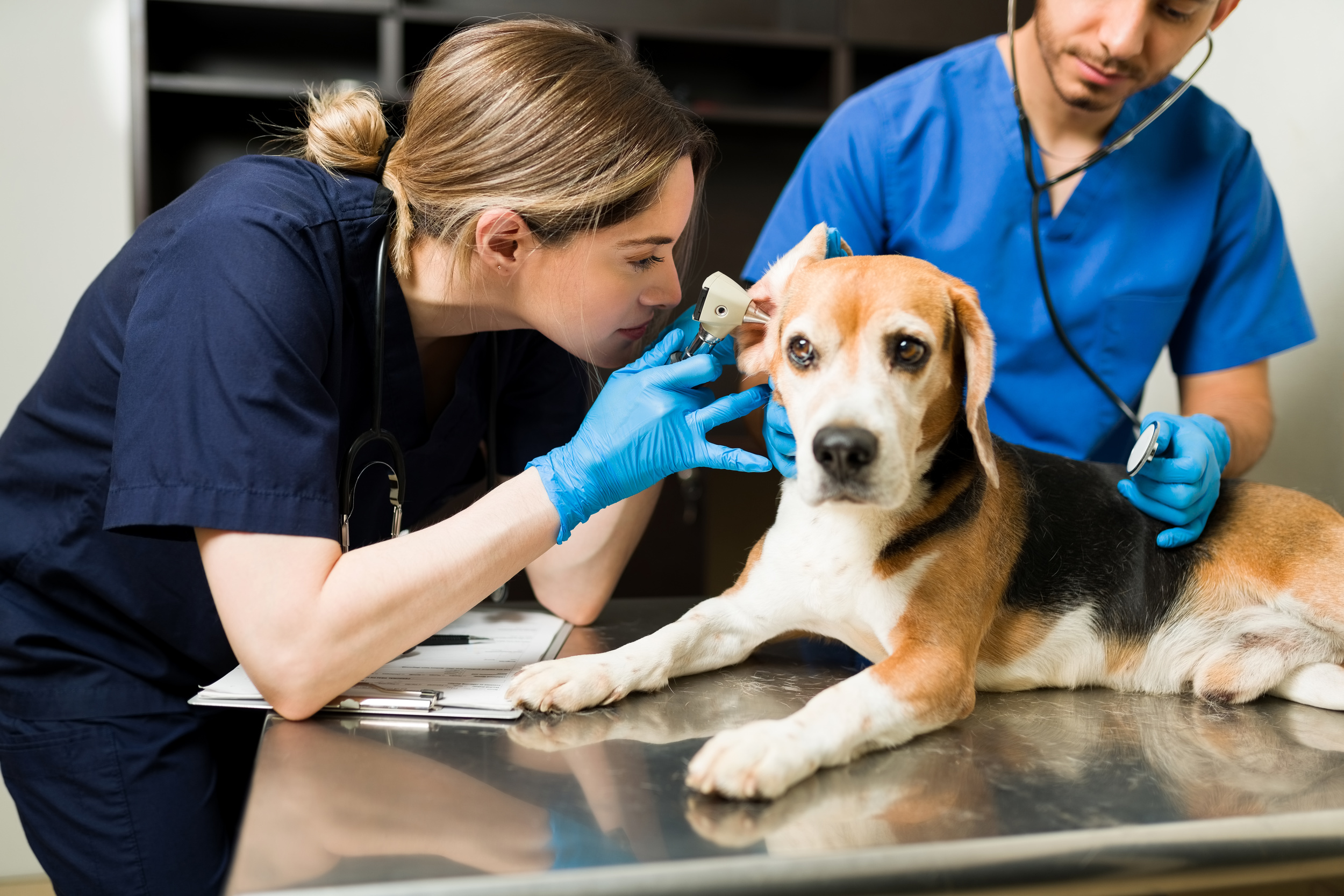<p>Emergency vet bills and other expensive events involving your pet can happen without a moment's notice, and it's good to have some funds on hand to make sure you've got enough cash to cover your pet's medical care. Set up a small savings fund, and use it to pay for medical expenses as they come up. </p>
