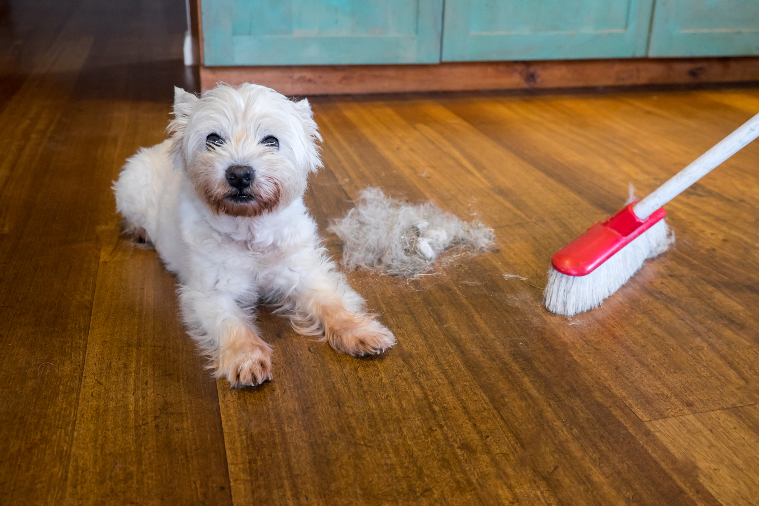 <p>Even if you're incredibly consistent with training, your pet will still likely have accidents as they adjust to their new home. Enzymatic cleaners are essential for removing odors from pet waste while investing in a handheld or cordless vacuum might be a good idea if your pet's breed is known for shedding heavily. </p>