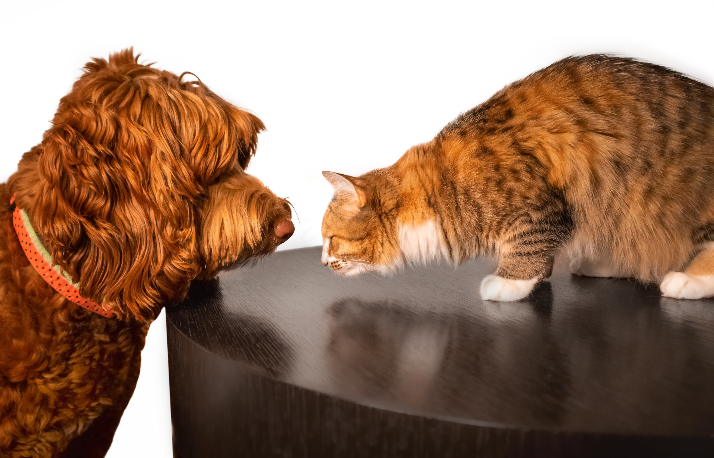 <p>If your roommate's got a cat or you're hoping your pup will love to play with your best friend's dog, make sure that you're making these introductions slowly and safely. Cats and dogs can be territorial, and forcing two animals that don't know each other into the same space can have bloody consequences. </p>