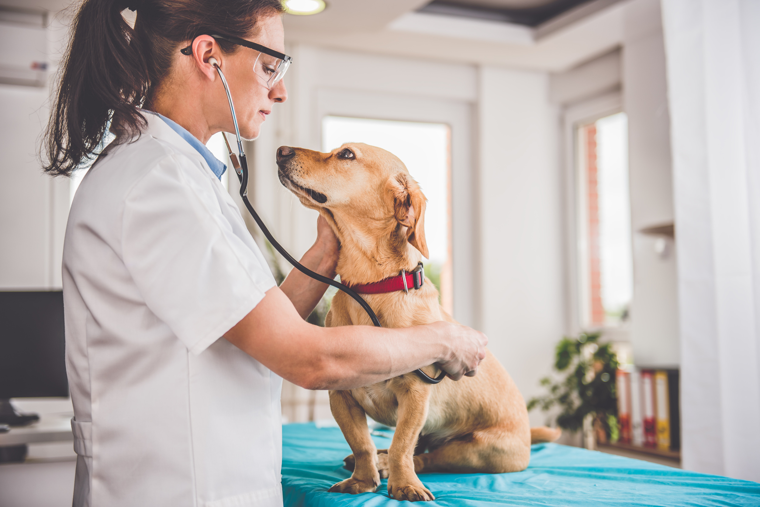 <p>Whether you adopted a pet or purchased through a private breeder, a trip to the vet to check on your puppy or kitten's health is a must. At this visit, you can get a full check-up and any vaccinations that a young pet needs to be healthy. </p>