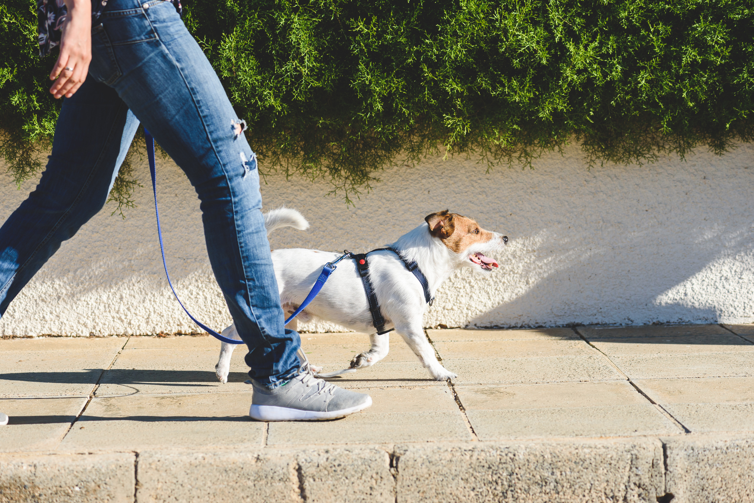 <p>Most pets, including high-energy cat breeds like Bengals, require some kind of daily exercise. Plan to take a walk with your new pup daily, or invest in toys that can keep your kitty entertained indoors. </p>