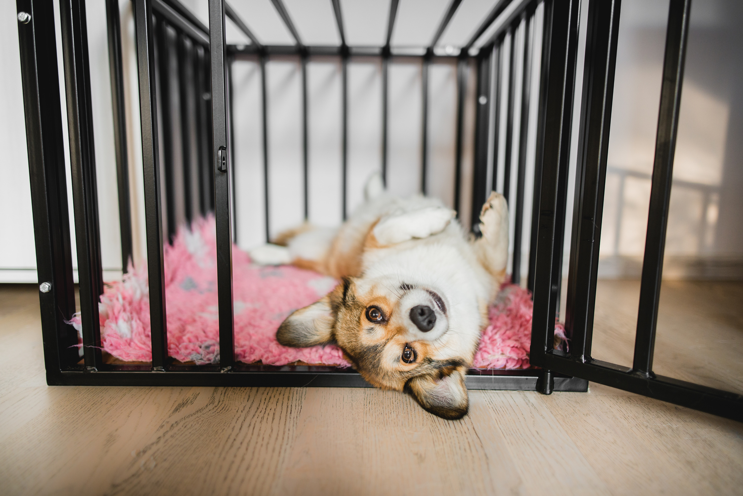 <p>Your pet needs a crate, a bed, some space that is exclusively their own. You'll also need space to store things like food, leashes, toys, and treats, and it's best to have that figured out in advance. </p>