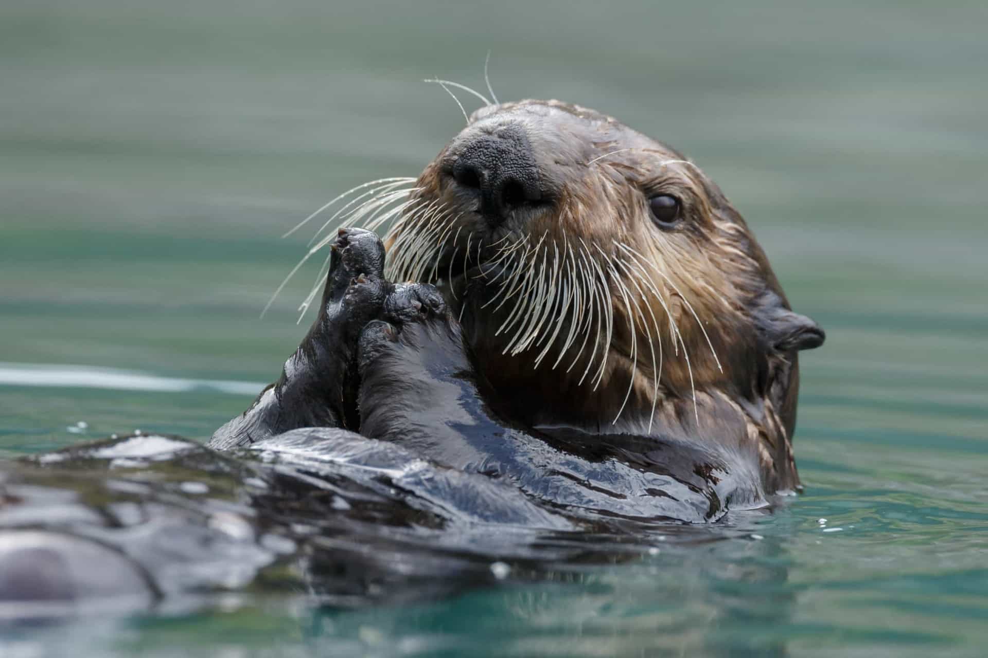 How sea otters can help fight climate change