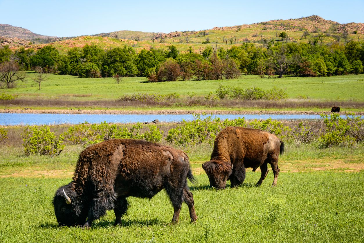 <p><b>Oklahoma</b><br> Observe wild bison from out your window as you navigate this 93-mile jaunt through Oklahoma's highly underrated Wichita Mountains Wildlife Refuge and the scenic valleys of the 550-million-year-old Wichita Mountains. While only around 2,400 feet in elevation, these rugged beauties provide the perfect environment for quieting your mind after weeks cooped up indoors.</p><p><b>Related:</b> <a href="https://blog.cheapism.com/how-route-66-has-changed/">Route 66: Then and Now</a> </p>