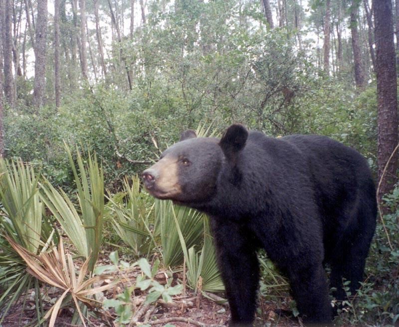 While the alligator is the most-well known of Florida's animal inhabitants, the Florida black bear can often be spotted near the side of this 116-mile hidden gem in central Florida north of Orlando. Winding through the unique sand pine environment of Ocala National Forest, this scenic jaunt will have you looking at the Sunshine State in a whole new way.<p><b>Related:</b> <a href="https://blog.cheapism.com/rv-boondocking/">How to Find Places to Boondock or Free Park in Your RV</a></p>