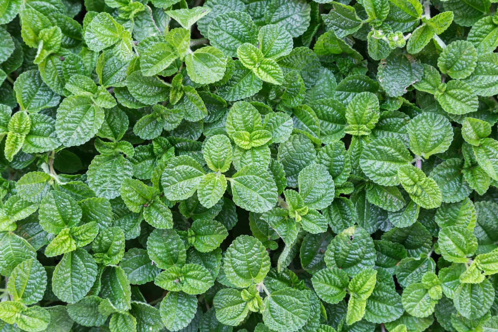 The health benefits of herbs and spices