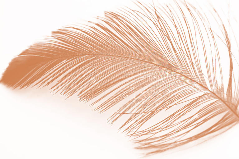 What Do Different Colors Of Feathers Mean Spiritually?