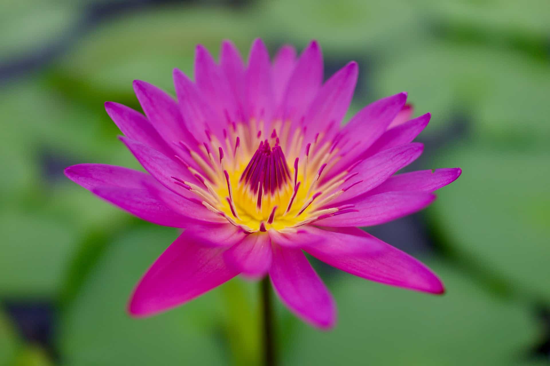 Slide 13 de 28: Nos jardins que ficam nos arredores de Umi Jigoku, também é possível apreciar a bela flor de lótus que - na cultura oriental - representa pureza espiritual.