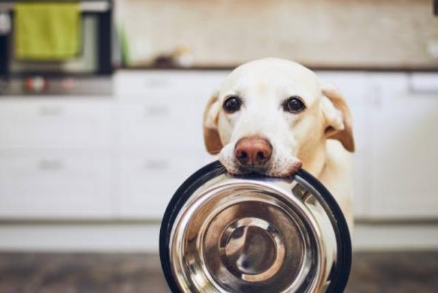 ¿es malo darle comida casera a los perros? esto es lo que dicen los expertos