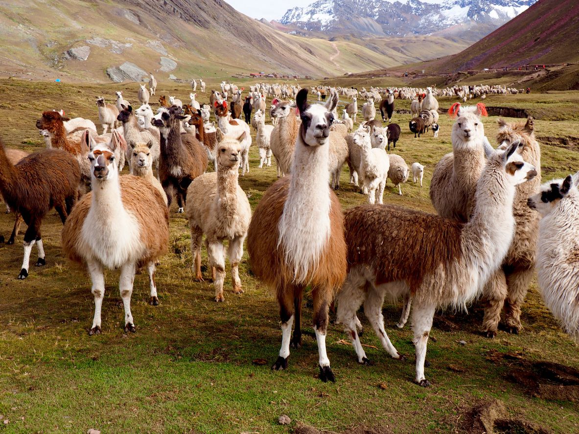 <p>You might come to Cusco for the history, excited to explore the Sacred Valley of the Incas. But <a href="http://www.awanakancha.com/">Awana Kancha</a>, a llama, alpaca and vicuña farm, is just a short drive from the city, too, and makes for a fun addition to the itinerary. The animals will be eagerly awaiting your arrival because they’ll be expecting you to feed them handfuls of grass.</p><p>You’ll also get to watch some textile weaving demonstrations. A cool place to stay while you’re there? The <a href="http://www.marriott.com/hotels/travel/cuzmc-jw-marriott-el-convento-cusco/">JW Marriott El Convento Cusco</a>, which is a 16th-century convent that was turned into a hotel. The lobby is even frequented by alpacas and llamas!</p>