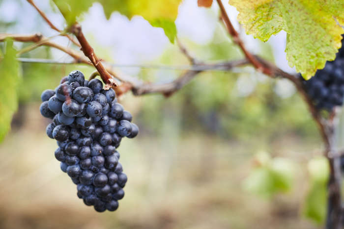 4 de 10 Fotos na Galeria: As uvas são ricas em resveratrol, um polifenol que ajuda a proteger as células do corpo e a estimular a lipólise, processo pelo qual os lipídios do corpo são transformados para produzir ácidos graxos e glicerol que atendem às necessidades energéticas. Isso significa que as uvas não apenas oferecem seu sabor, mas ajudam a queimar calorias mais rapidamente.