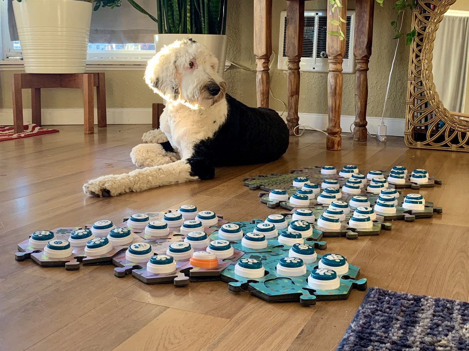 <p><strong><a href="https://fluent.pet/products/get-started" rel="nofollow noopener sponsored">Get Started Kit, available at Fluent Pet, $79.95</a></strong></p><p>They'll never wonder again what's on their dog's mind with these talking <a href="https://www.businessinsider.com/best-dog-buttons" rel="noopener">dog buttons</a>. This kit popularized by TikTok phenom Bunny comes with six recordable buttons, three easy-to-assemble tiles and 67 ideogram ID stickers. They can start with easy everyday concepts like "potty," "outside," and "play" and it'll be no time before they're having full-fledged conversations with their dog.</p>