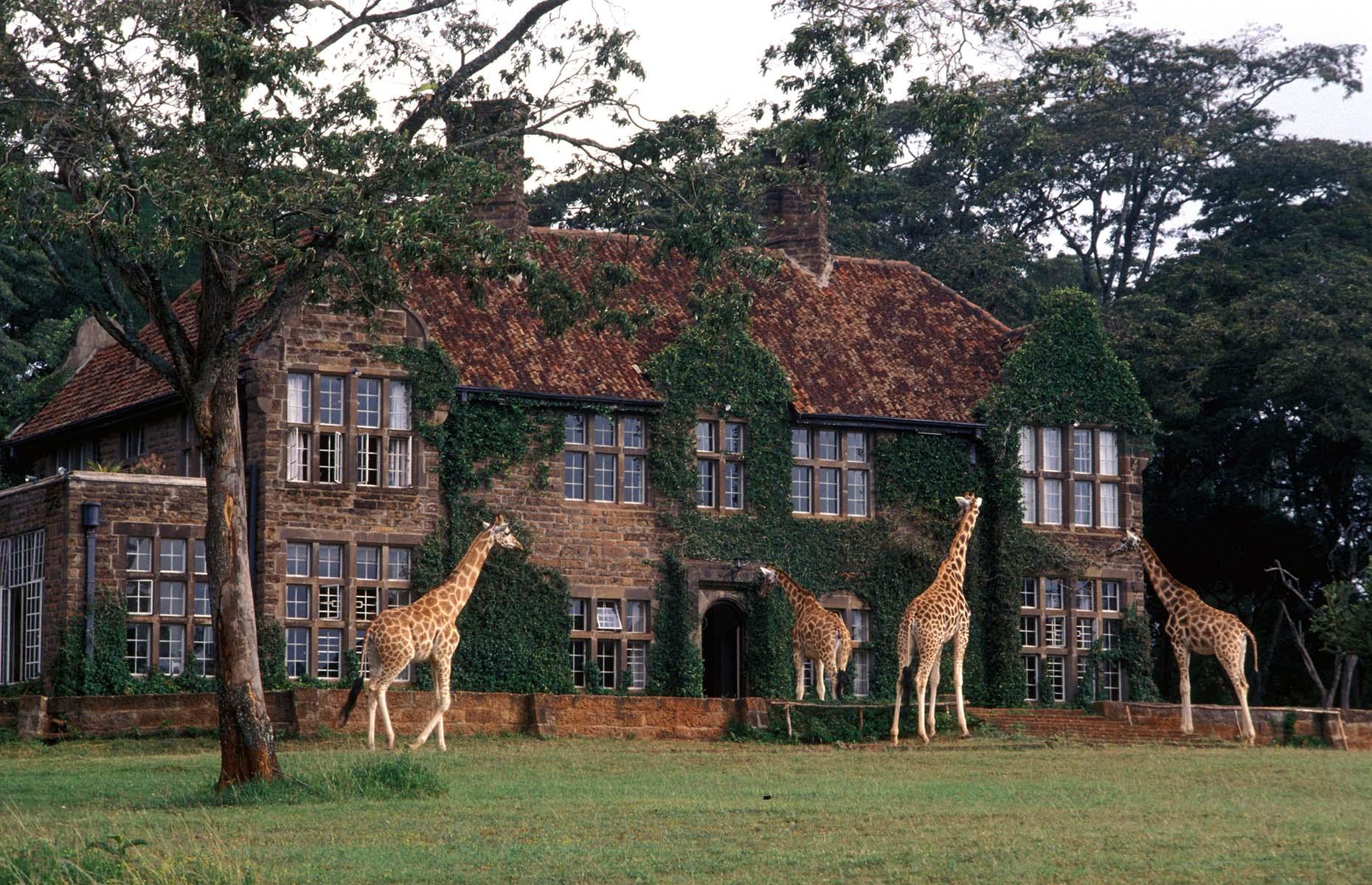 <p><a href="https://www.thesafaricollection.com/properties/giraffe-manor/">Giraffe Manor</a>, located just outside of Nairobi in Kenya, is a chance to share a meal with a herd of Rothschild's giraffes – one of the most endangered species of these animals. The stately home itself is a perfect example of laid-back luxury with clever little giraffe-themed accessories throughout. When you're not busy making friends with the stunning animals, the hotel does a lot to educate its visitors about animal conservation and offers guided sanctuary walks. </p>
