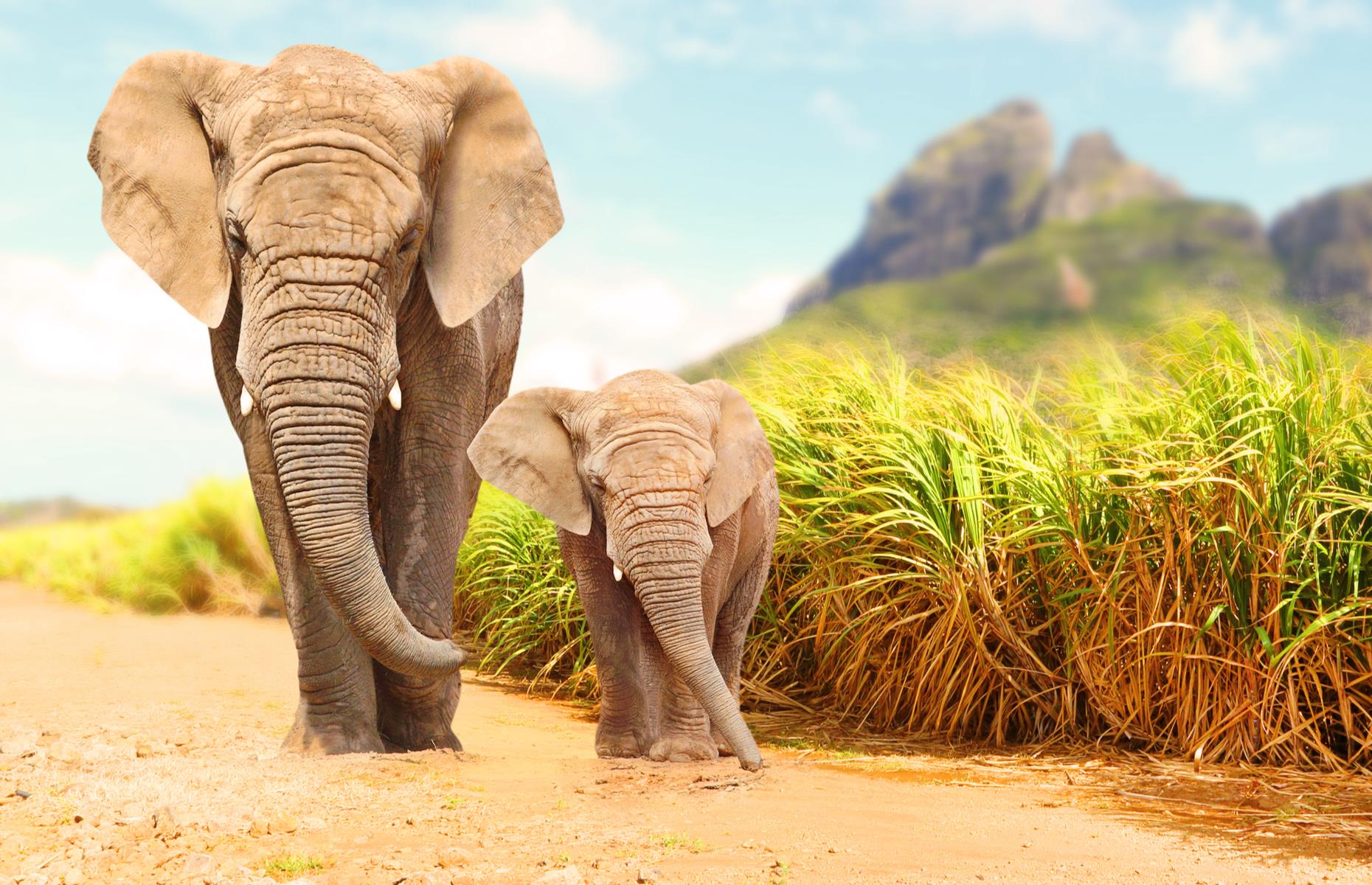 Die gefährlichsten Tiere, von denen Sie sich besser fernhalten