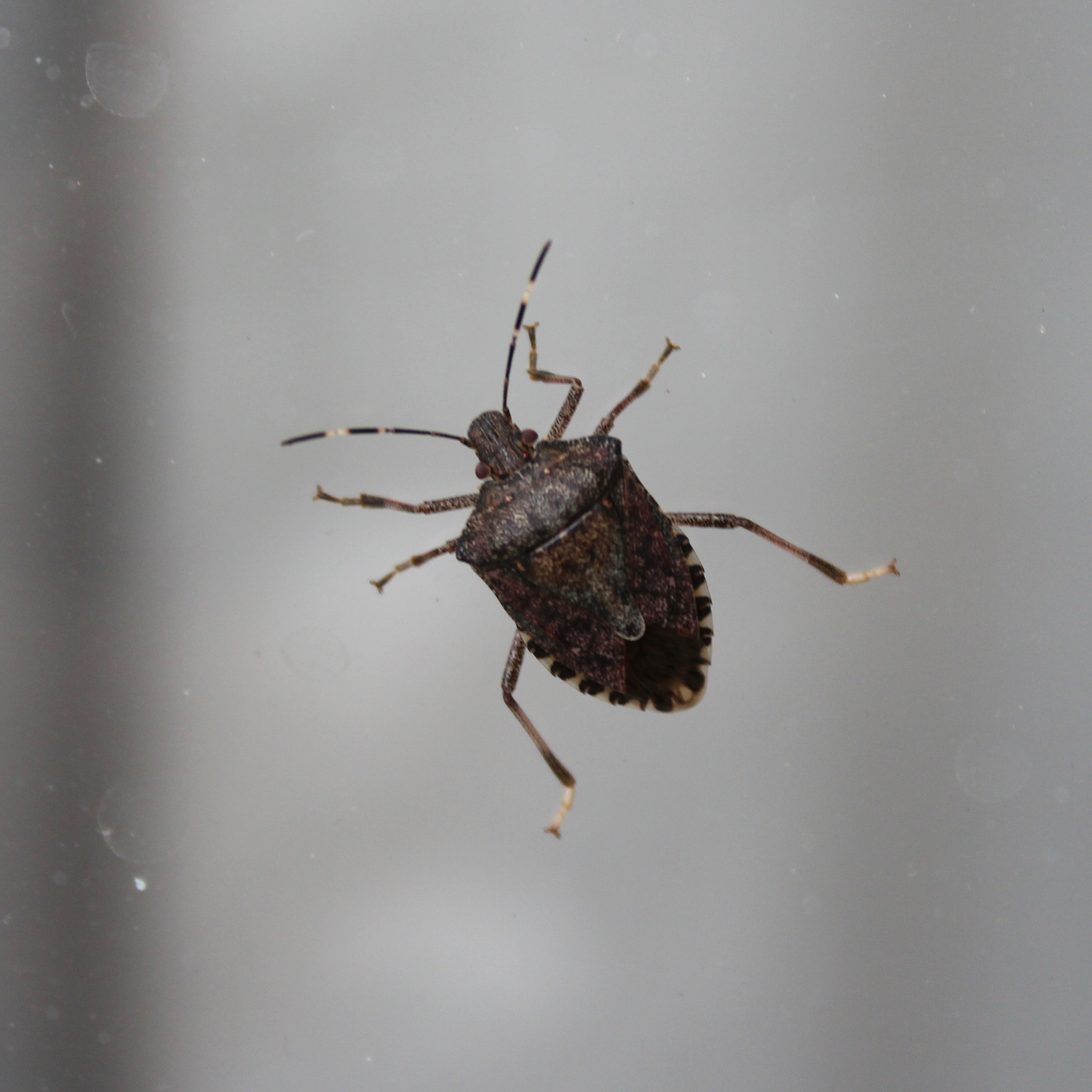 7 Best Stink Bug Repellent Options to Get Rid of the Pests and Keep