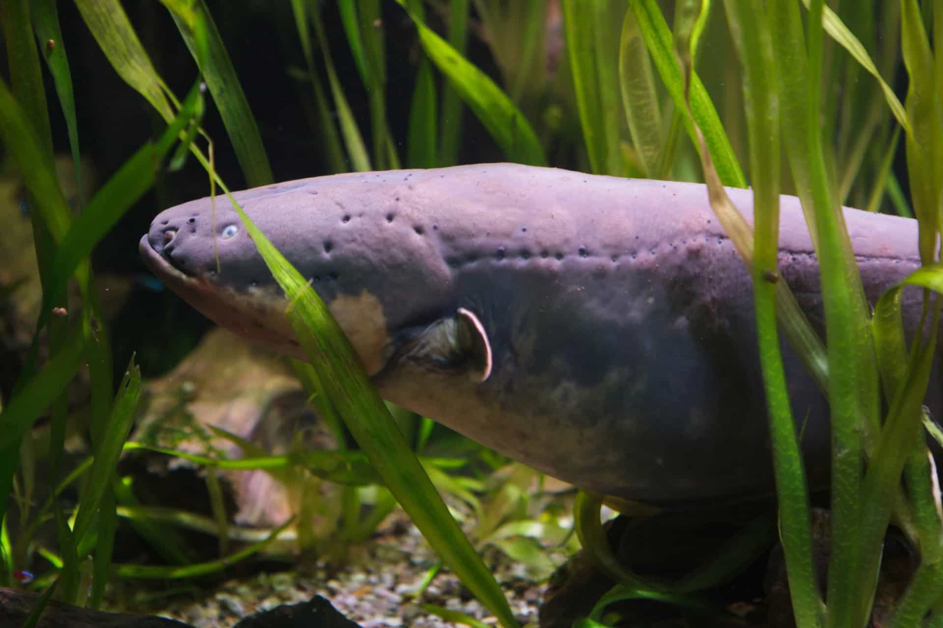 De Gevaarlijkste Zeedieren Ter Wereld