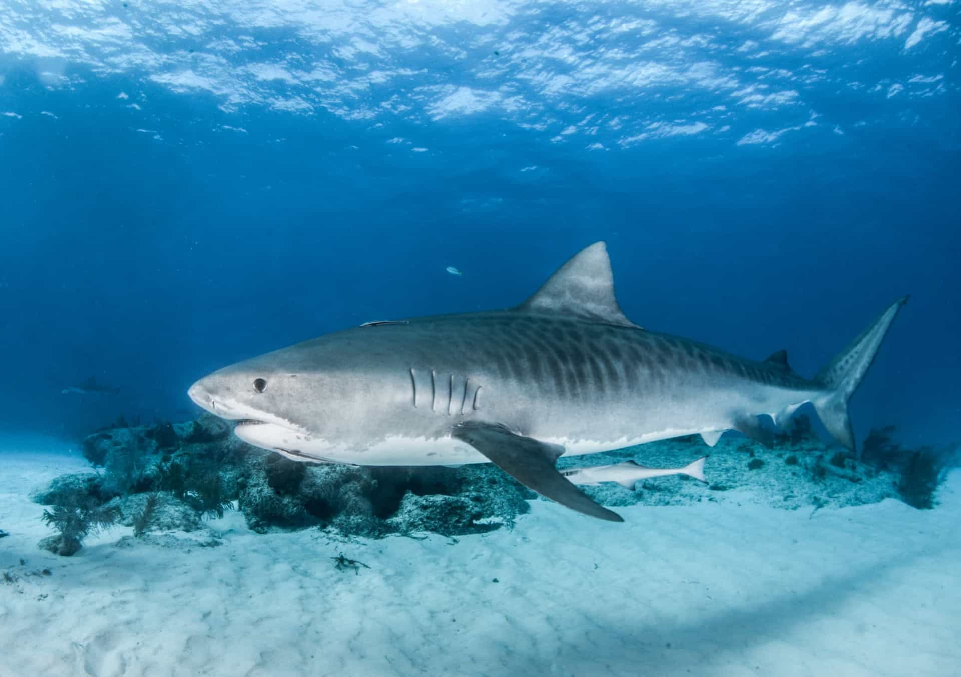 De Gevaarlijkste Zeedieren Ter Wereld