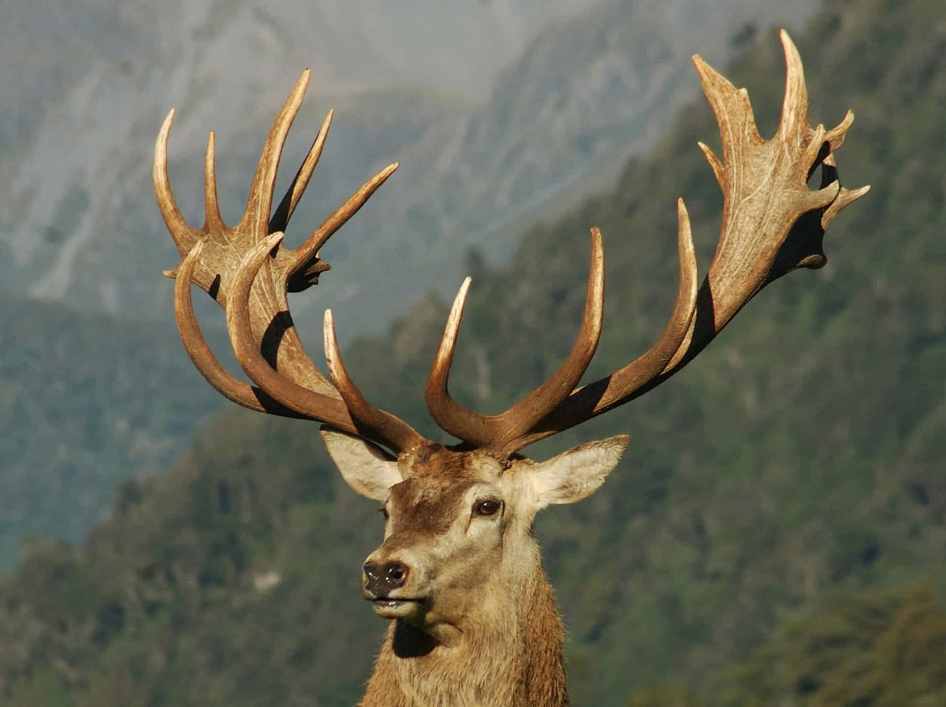 The most impressive horns and antlers in the animal kingdom